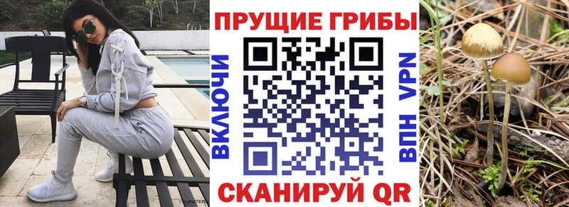 гидра ссылка  Питкяранта  Псилоцибиновые грибы ЛСД 